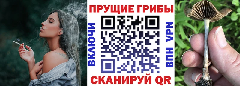 Галлюциногенные грибы Cubensis Бор