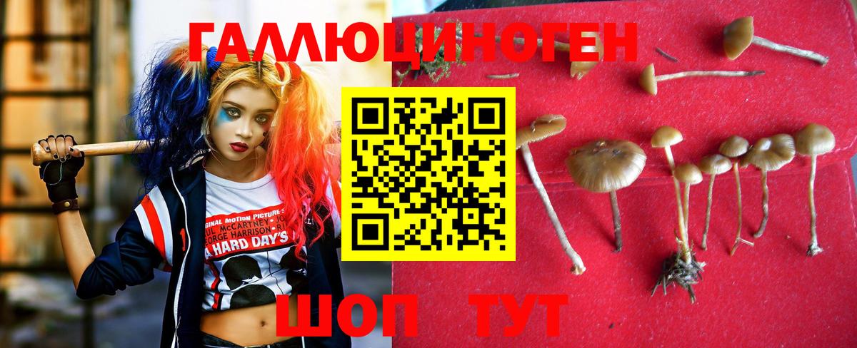 Псилоцибиновые грибы Psilocybine cubensis Бор